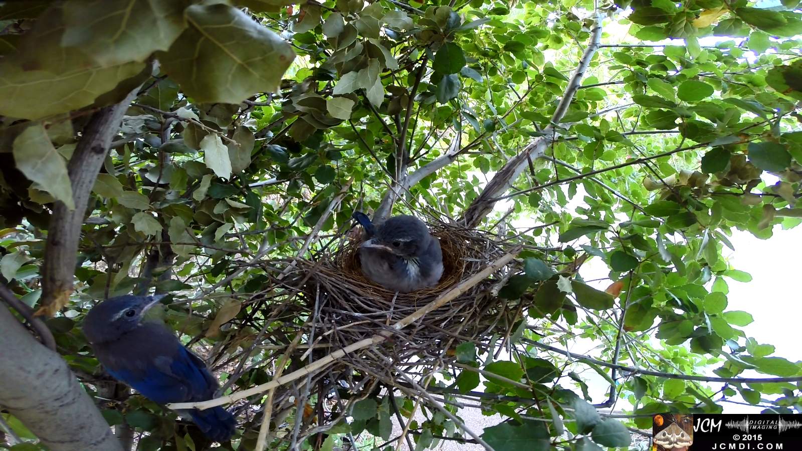 Scrub Jay Documentary chick exploring way outside nest